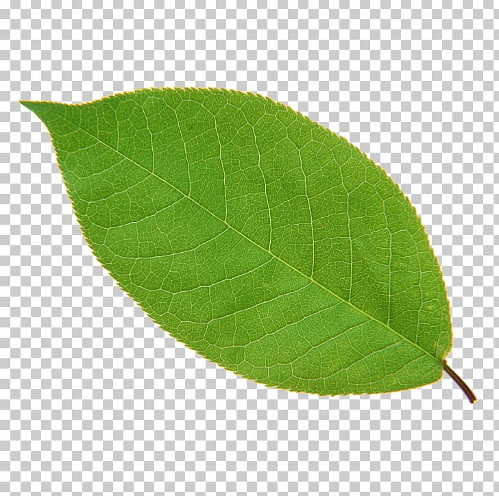 Leaf Green Plant Euclidean PNG, Clipart, Autumn Leaf, Download, Encapsulated Postscript, Euclidean Vector, Green Free PNG Download