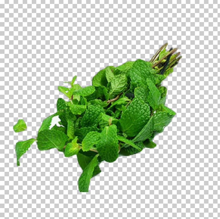 Peppermint Mentha Spicata Wild Mint Plant Herb PNG, Clipart, Bac, Chili Pepper, Coriander, Food Drinks, Herb Free PNG Download