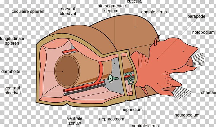 Polychaete Worm Anatomy Parapodium Segmentation PNG, Clipart, Anatomy, Angle, Annelid, Area, Cartoon Free PNG Download