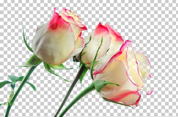 Rose Photography Flower PNG, Clipart, Bud, Closeup, Cut Flowers, Desktop Wallpaper, Flower Free PNG Download