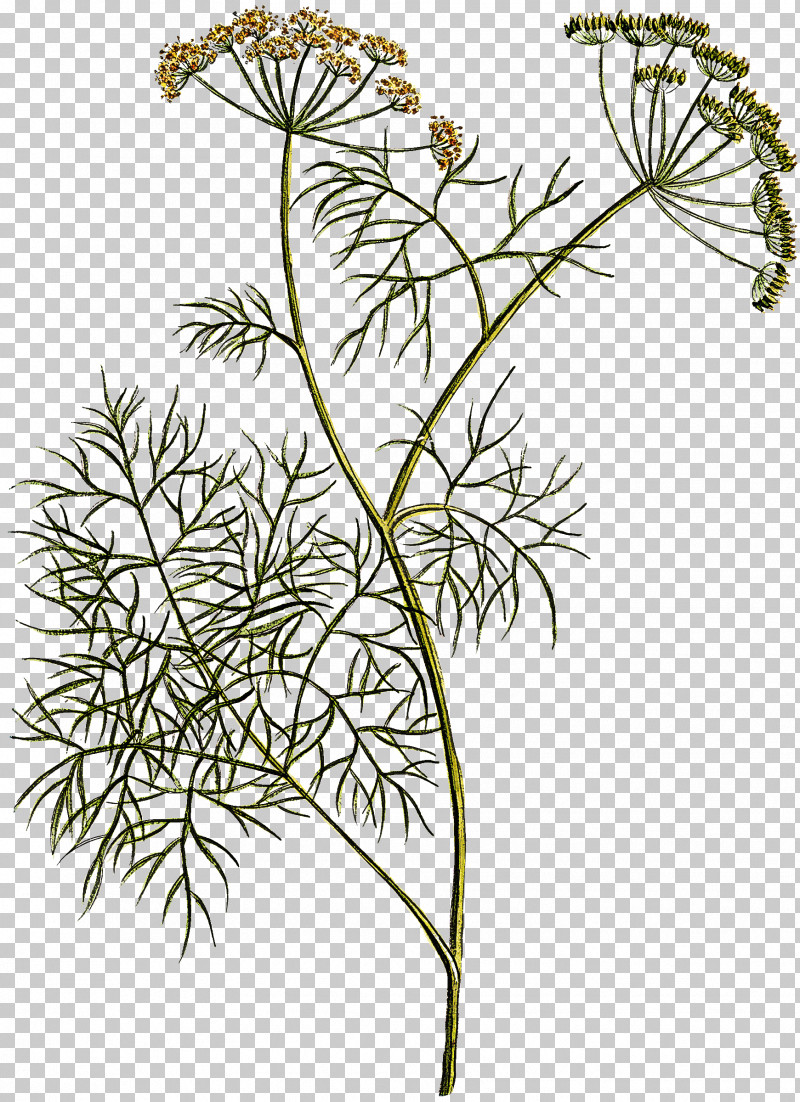 Plant Flower Cow Parsley Heracleum (plant) Parsley Family PNG, Clipart, Angelica, Anthriscus, Chamomile, Cow Parsley, Flower Free PNG Download