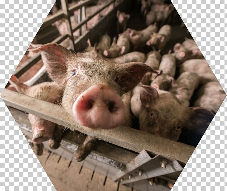 Domestic Pig Pig Farming Industry Intensive Animal Farming PNG, Clipart, Agriculture, Animals, Animal Slaughter, Domestic Pig, Farm Free PNG Download