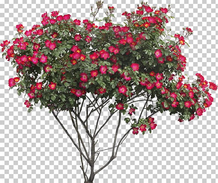 Flower Tree Rose PNG, Clipart, Annual Plant, Artificial Flower, Branch, Bushes, Cut Flowers Free PNG Download