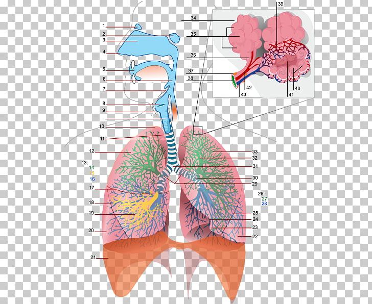 Respiratory Tract Respiratory System Respiration Bronchus Gas Exchange PNG, Clipart, Anatomy, Angle, Breathing, Bronchus, Diagram Free PNG Download