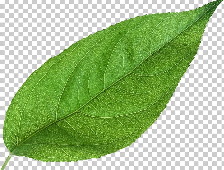 Leaf Plant NIC PNG, Clipart, 20180317, Algae, Design Thinking, Green, Green Leaves Free PNG Download