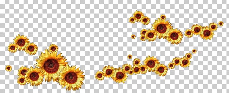 Common Sunflower Animation PNG, Clipart, Autumn, Computer Wallpaper, Designer, Download, Flower Free PNG Download