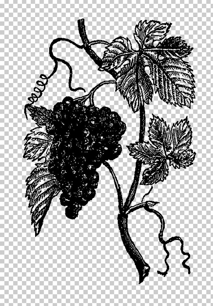 Grape Drawing Floral Design /m/02csf PNG, Clipart, Black And White, Branch, Branching, Drawing, Flora Free PNG Download