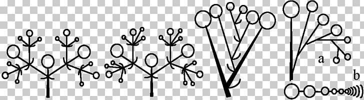 Monochasium Cima Cincí Branch Inflorescence PNG, Clipart, Anatomy, Angle, Area, Black, Black And White Free PNG Download