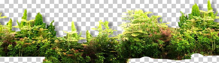 Shrub Euclidean Forest PNG, Clipart, Abs, Cartoon, Christmas Decoration, Decoration, Decorative Free PNG Download