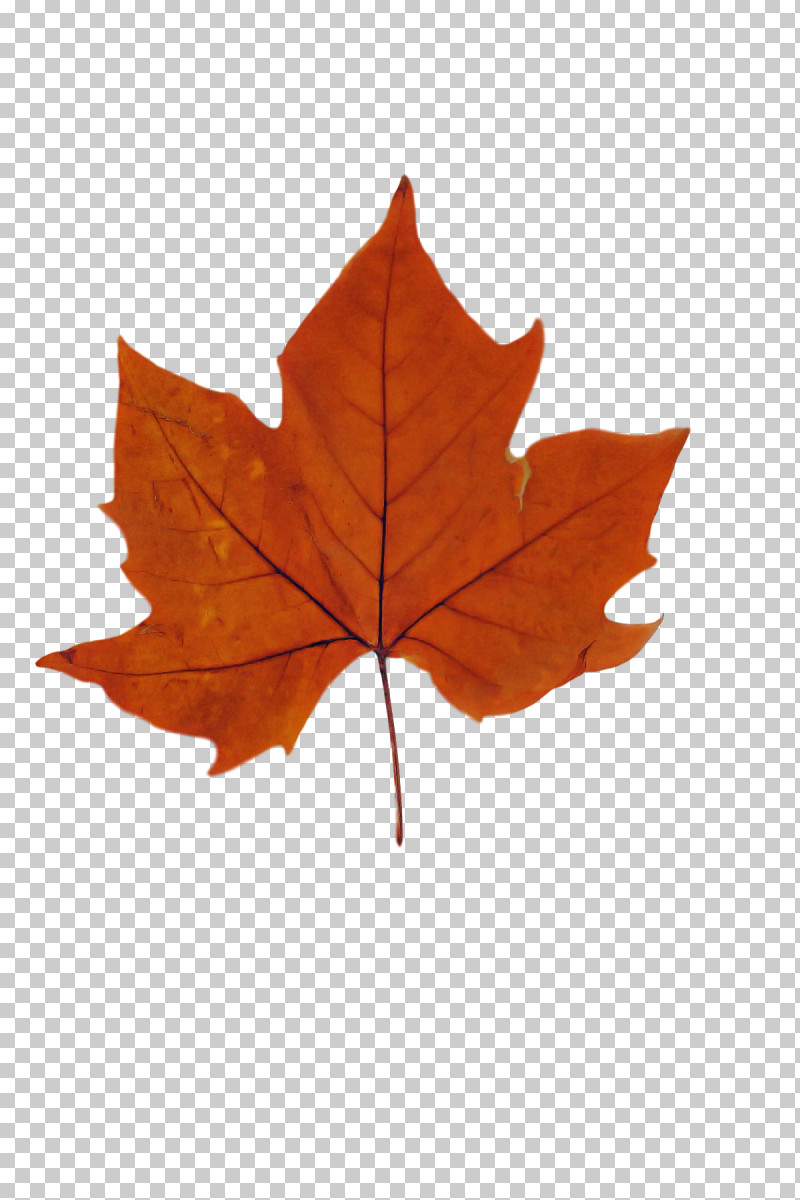 Leaf Maple Leaf / M M-tree Tree Plants PNG, Clipart, Biology, Leaf, Maple Leaf M, Mtree, Plants Free PNG Download