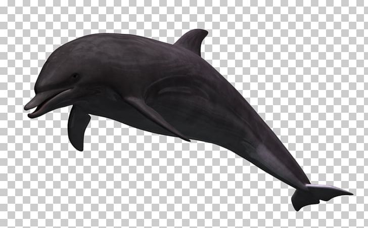 Common Bottlenose Dolphin Wholphin 3D Computer Graphics Tucuxi Rendering PNG, Clipart, 3d Computer Graphics, 3d Rendering, Cartoon, Cartoon 3 D, Cartoon Fish Free PNG Download