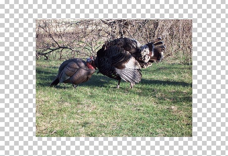 Domesticated Turkey Dakota Decoy LLC Turkey Hunting PNG, Clipart, Amazoncom, Armslist, Beak, Bird, Breeding Pair Free PNG Download