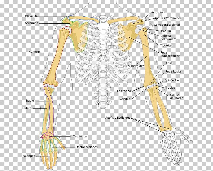 Forearm Radius Bone Anatomy PNG, Clipart, Abdomen, Anatomy, Angle, Arm, Back Free PNG Download