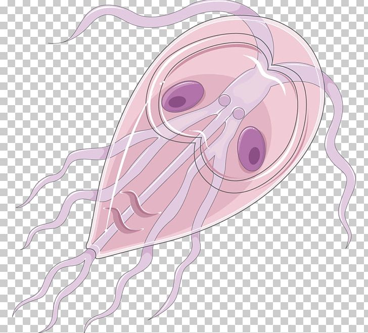 Insect Echinococcus Granulosus Trophozoite Drawing Trichinella Spiralis PNG, Clipart, Animals, Child, Drawing, Ear, Echinococcus Free PNG Download
