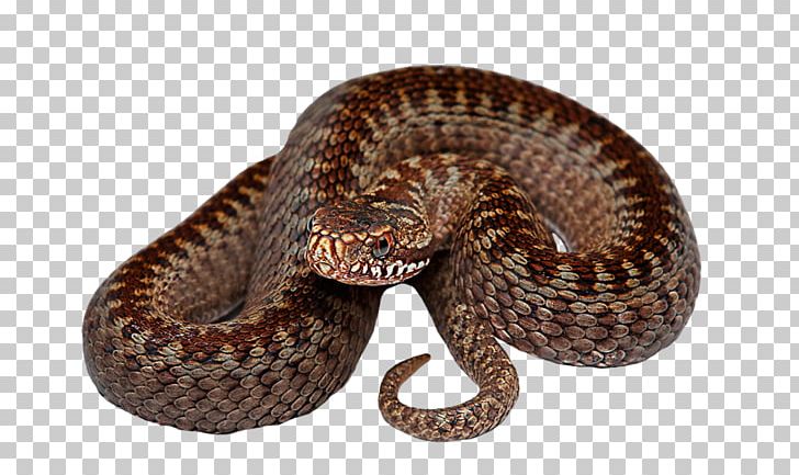 Rattlesnake Reptile PNG, Clipart, Boa Constrictor, Boas, Colubridae, Download, Eastern Diamondback Rattlesnake Free PNG Download