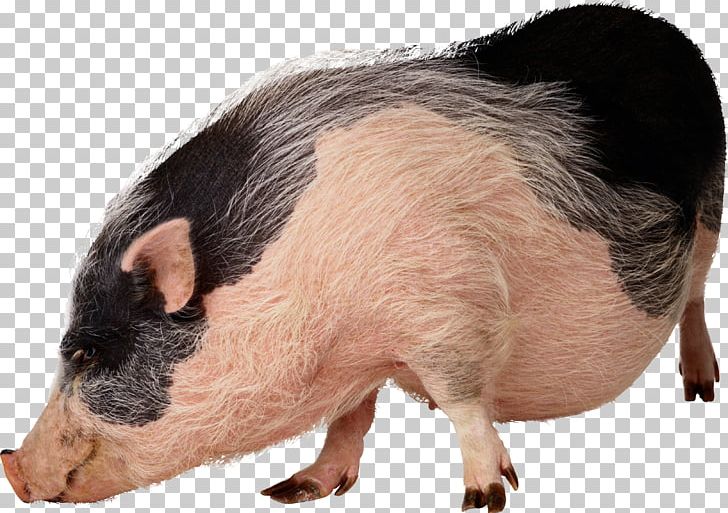 Vietnamese Pot-bellied Wild Boar Stock Photography Pet PNG, Clipart, Animal, Animals, Clip Art, Domestic Pig, Fauna Free PNG Download