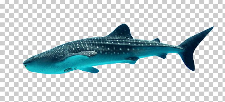Whale Shark Georgia Aquarium Filter Feeder PNG, Clipart, Animal, Animals, Batoidea, Carcharhiniformes, Cartilaginous Fish Free PNG Download