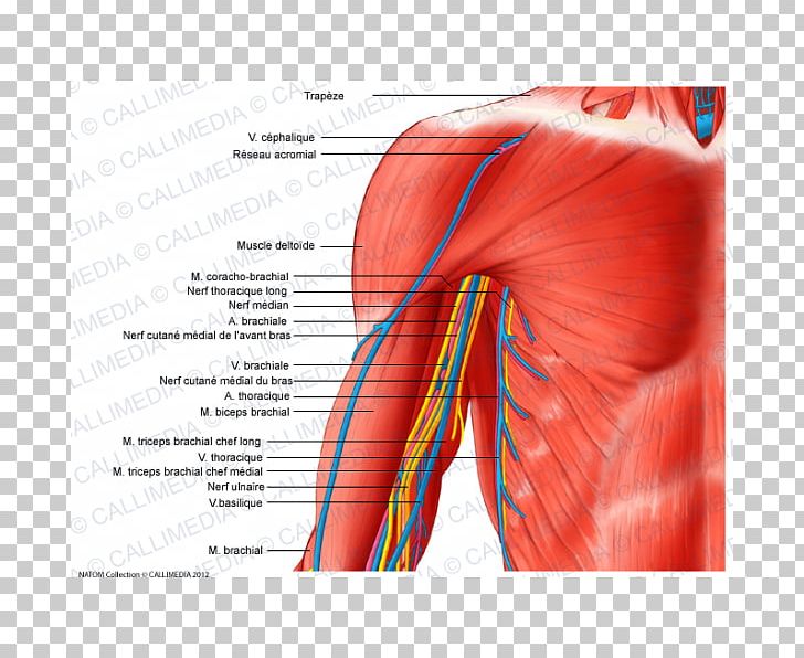 Arm Blood Vessel Nerve Human Body Shoulder PNG, Clipart, Angle, Arm, Blood, Blood Vessel, Coronal Plane Free PNG Download