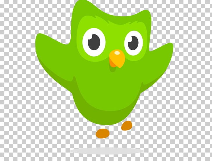 Duolingo Owl Learning Language Acquisition PNG, Clipart, Animals, Beak, Bird, Bird Of Prey, Cartoon Free PNG Download