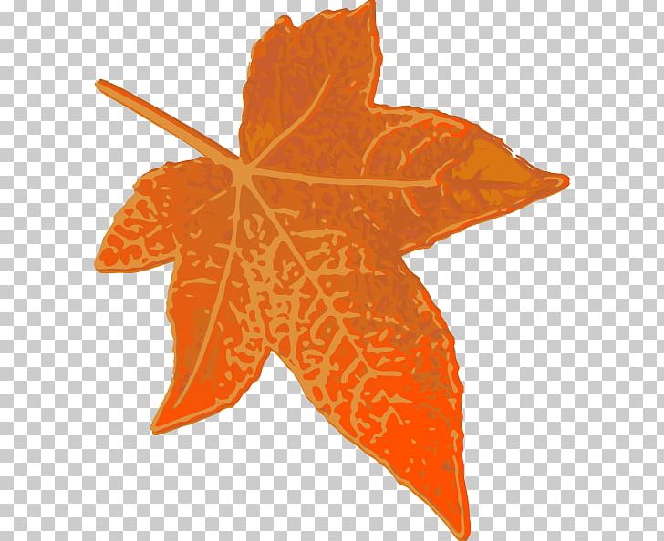 Maple Leaf Orange PNG, Clipart, Autumn, Autumn Leaf Color, Brown, Leaf, Maple Free PNG Download