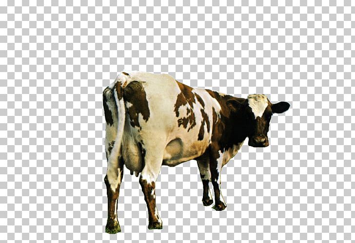 Pink Floyd Atom Heart Mother PNG, Clipart, Music Stars, Pink Floyd Free PNG Download