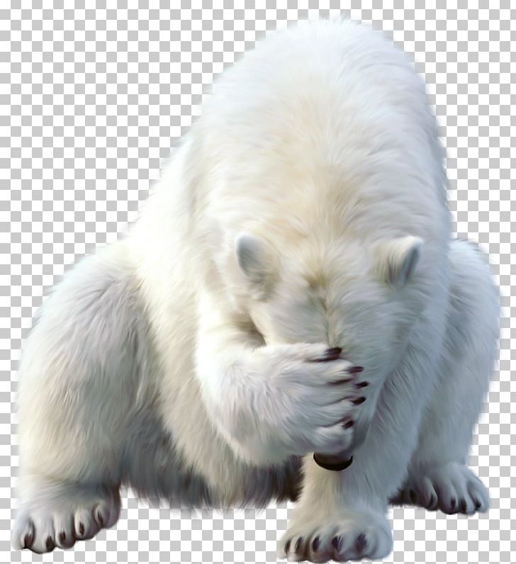 Polar Bear Walrus Animal North Pole PNG, Clipart, Animal, Animals, Bear, Burrow, Carnivora Free PNG Download
