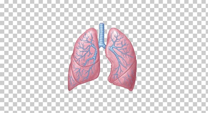 Principles Of Anatomy And Physiology Lung Respiratory System Heart PNG, Clipart, Anatomy, Gross Anatomy, Homo Sapiens, Human Anatomy, Human Body Free PNG Download