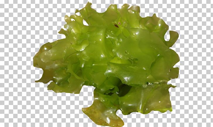 Sea Lettuce Leaf Vegetable North Sea PNG, Clipart, Chives, Dog Cockle, Fishing Area, Ghuba, Haddock Free PNG Download