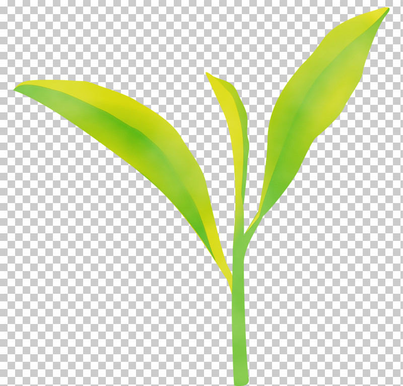 Leaf Flower Lily Of The Valley Plant Green PNG, Clipart, Flower, Grass, Green, Leaf, Lily Of The Valley Free PNG Download