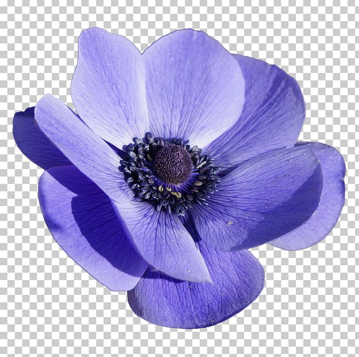 Anemone Blanda Anemone Apennina Anemone Coronaria Flower PNG, Clipart, Anemone, Anemone Apennina, Anemone Blanda, Anemone Coronaria, Blue Free PNG Download