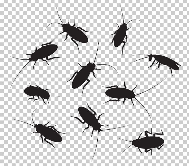Cockroach Graphics Illustration PNG, Clipart, Animals, Arthropod, Beetle, Black And White, Cockroach Free PNG Download