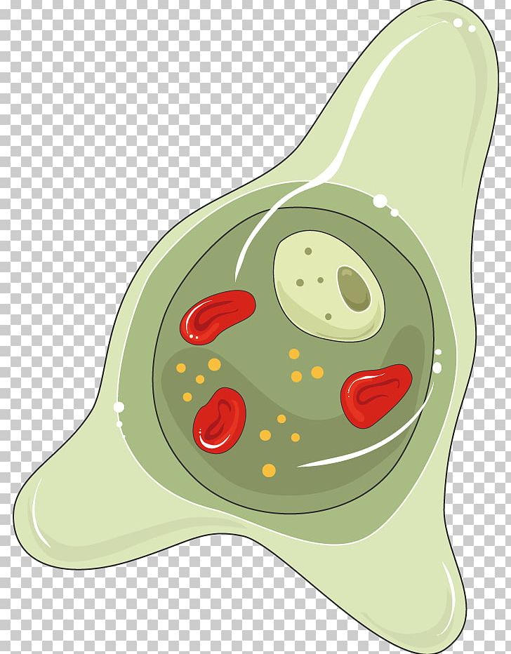 Entamoeba Histolytica Parasitology Trophozoite Infectious Disease Cyst PNG, Clipart, Amoeba, Cooky, Cyst, Cystic Echinococcosis, Entamoeba Free PNG Download