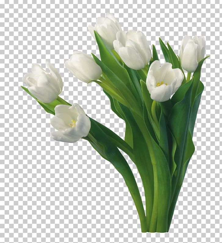 Tulip Flower Desktop Rose White PNG, Clipart, Blue Rose, Color, Cut Flowers, Desktop Wallpaper, Floral Design Free PNG Download