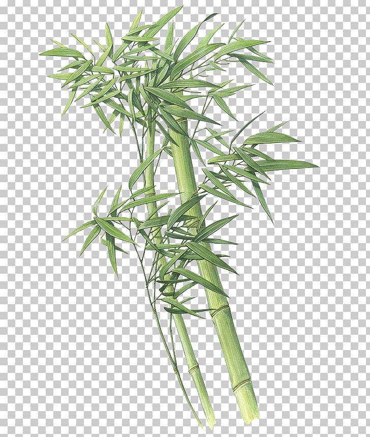 Bamboo Giant Panda Plant Green PNG, Clipart, Backgr, Bamboo, Bamboo Leaves, Bambusa Oldhamii, Chinese Painting Free PNG Download