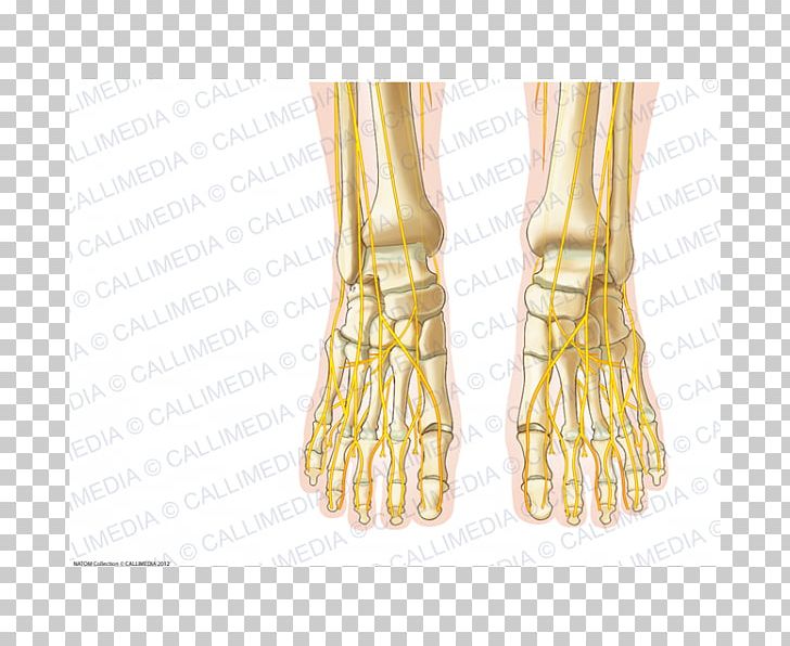 Human Anatomy Foot Nerve Nervous System PNG, Clipart,  Free PNG Download