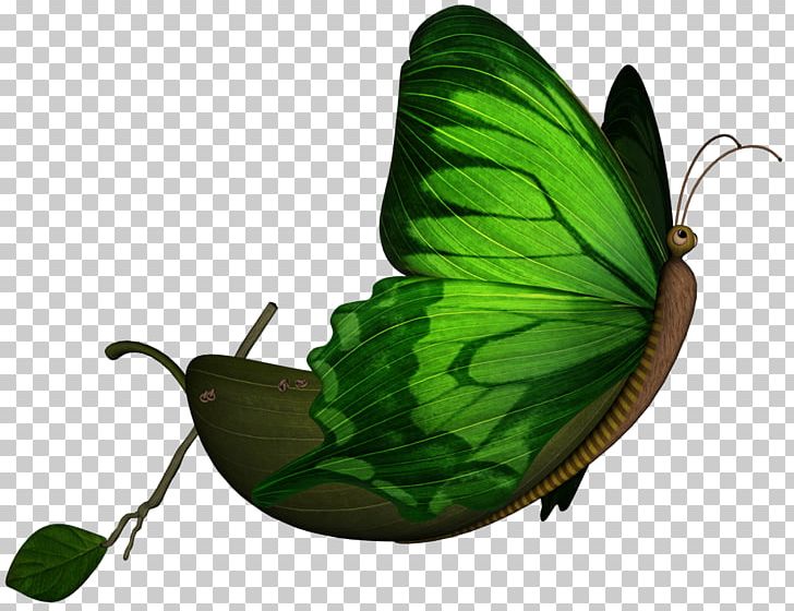 Nymphalidae Butterfly Pieridae Animation Drawing PNG, Clipart, Animation, Brush Footed Butterfly, But, Butterfly, Drawing Free PNG Download