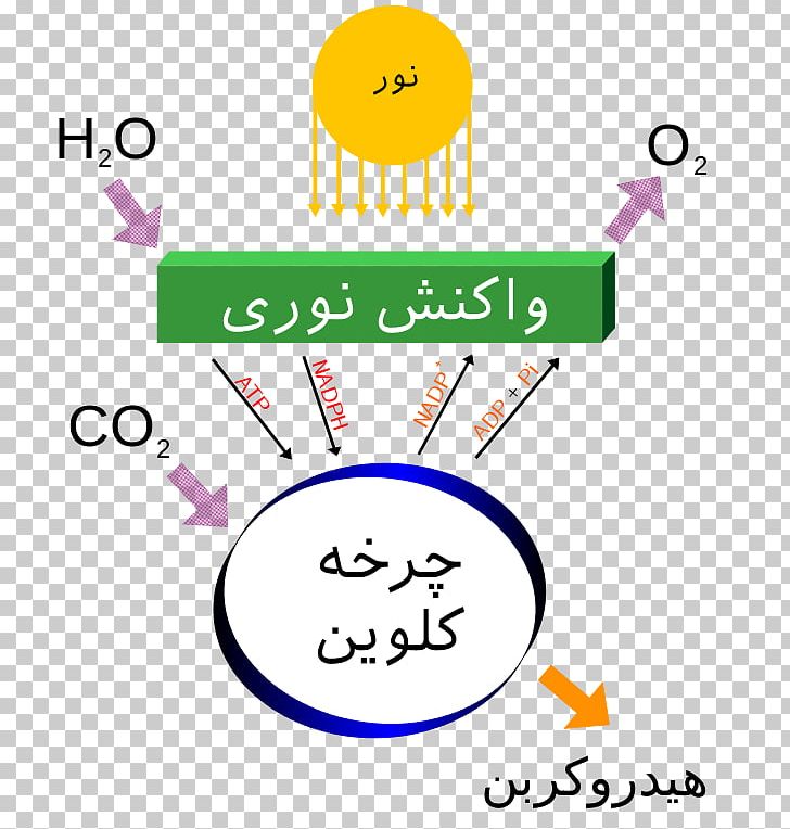 Photosynthesis Light-dependent Reactions Carbon Dioxide Energy PNG, Clipart, Angle, Area, Biology, Calvin Cycle, Carbon Dioxide Free PNG Download