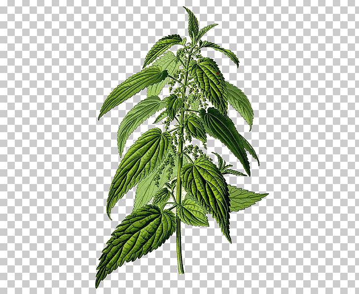 Common Nettle Urtica Urens Herb Food Plant PNG, Clipart, Cannabis, Chlorophyll, Common Nettle, Detoxification, Dioecy Free PNG Download