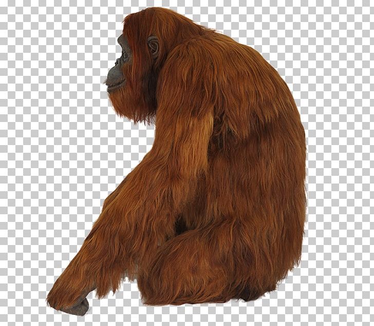 Irish Setter Dog Breed Spaniel Snout Orangutan PNG, Clipart, Animals, Digital Image, Dog, Dog Breed, Dog Crossbreeds Free PNG Download