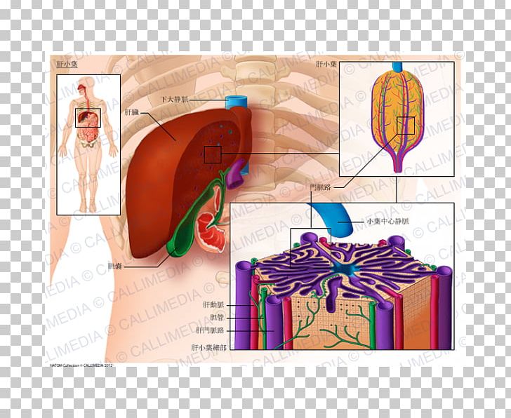 Lobes Of Liver Anatomy - Anatomy Diagram Book