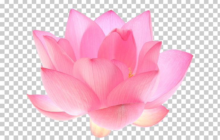 Nelumbo Nucifera Flower Petal Lotus Seed Water Lilies PNG, Clipart, Aquatic Plant, Aquatic Plants, Color, Decal, Flower Free PNG Download