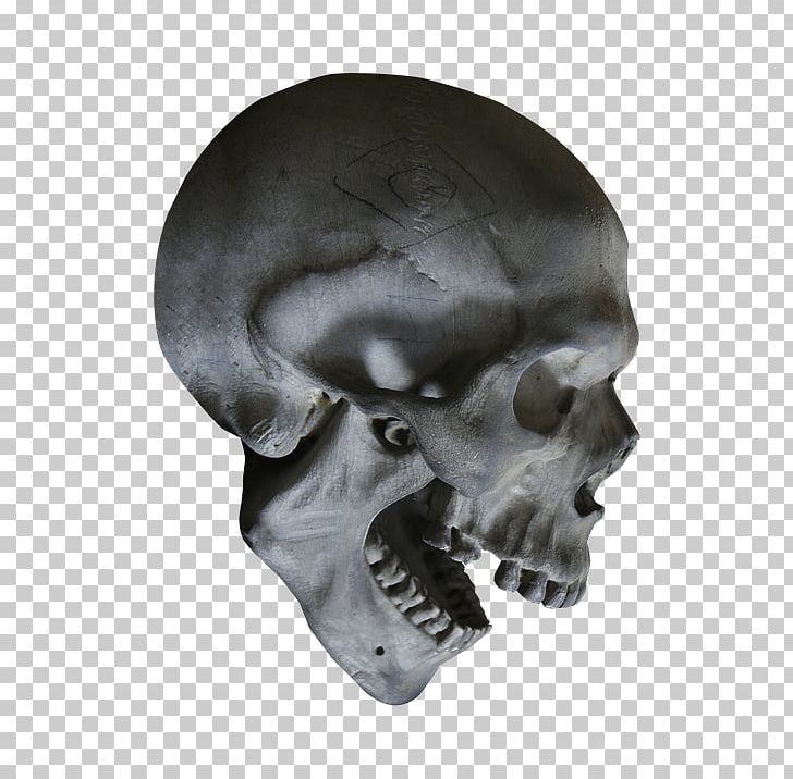 Human Skull Symbolism Skeleton Human Anatomy PNG, Clipart, Anatomy, Bone, Calavera, Craniology, Face Free PNG Download
