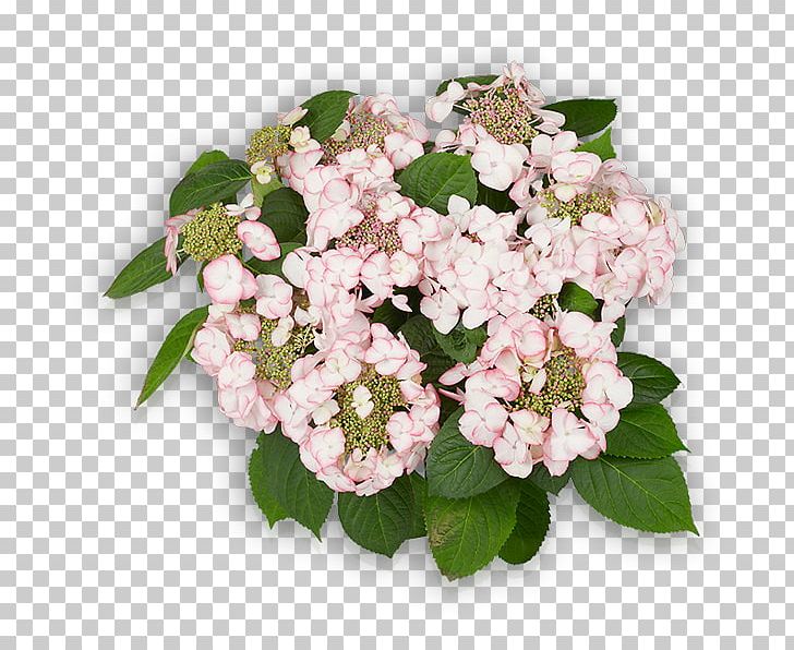 Hydrangea Cut Flowers Pink Shrub PNG, Clipart, Annual Plant, Blossom, Cornales, Cut Flowers, Facebook Free PNG Download