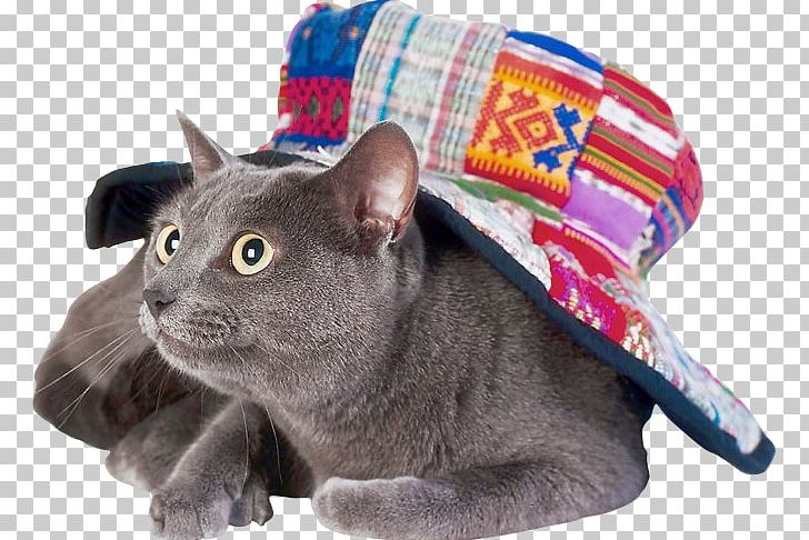 Korat Russian Blue Chartreux British Shorthair European Shorthair PNG, Clipart, Albom, Animals, Asian, Author, British Shorthair Free PNG Download