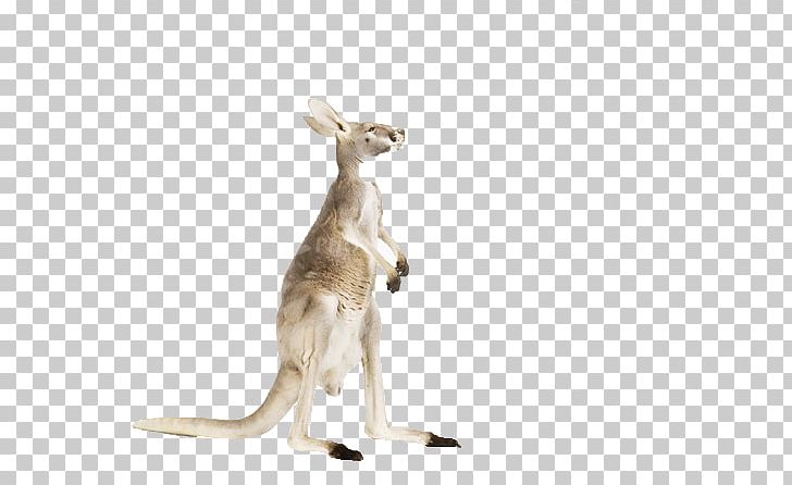 Red Kangaroo Wildlife Photography Photographer PNG, Clipart, Animal, Animals, Cute, Cute Animal, Cute Animals Free PNG Download