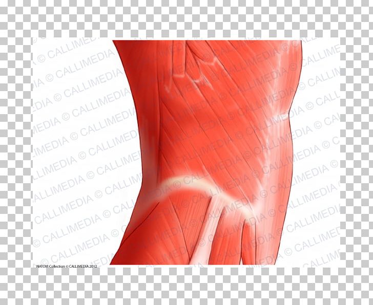 Rectus Abdominis Muscle Abdomen Muscular System Vastus Lateralis Muscle PNG, Clipart, Abdomen, Anatomy, Arm, Blood Vessel, Finger Free PNG Download