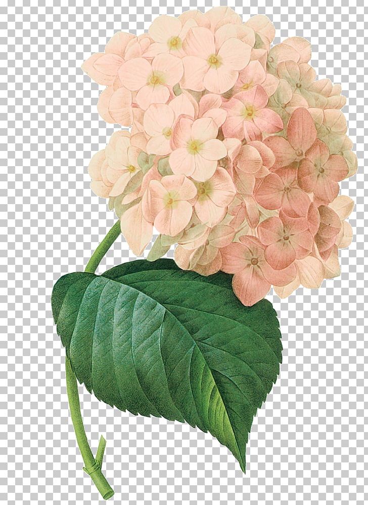 Botanical Illustration Painting Art Botany French Hydrangea PNG, Clipart, Annual Plant, Art, Botanical Illustration, Botanical Illustrator, Botany Free PNG Download