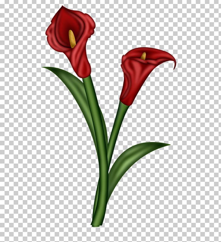 Flower Arum-lily Illustration PNG, Clipart, Arumlily, Blog, Cut Flowers, Flora, Floral Design Free PNG Download