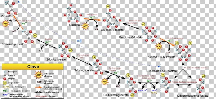 Gluconeogenesis Glycolysis Metabolic Pathway Cellular Respiration Carbohydrate Metabolism PNG, Clipart, Adenosine Triphosphate, Anabolism, Area, Biochemistry, Biology Free PNG Download