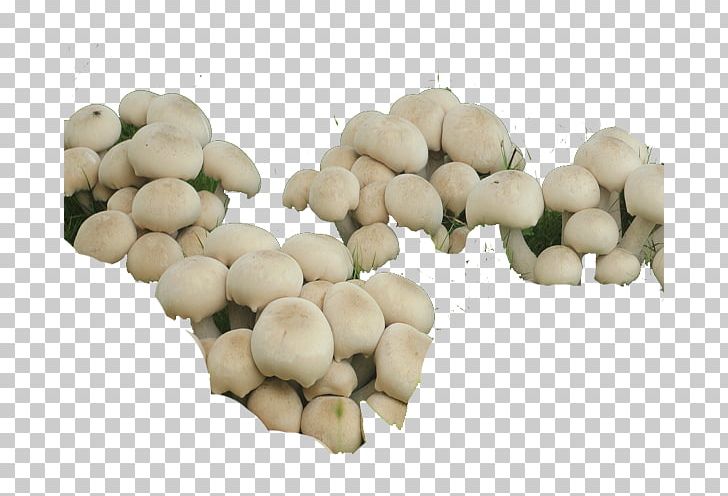 Oyster Mushroom Commodity Vegetable Fruit PNG, Clipart, Commodity, Food, Fruit, Full, Full Of Nutrition Free PNG Download